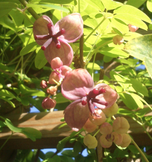 Akébie pětičetná, sem. odrůdy ROSEA - Akebia quinata