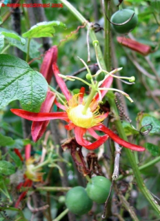 Mučenka - Passiflora cinnabarina