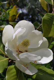 Šácholan velkokvětý - Magnolia grandiflora "Francois Treyve", 40 cm