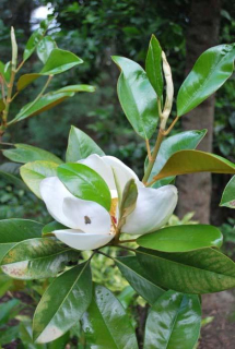 Šácholan velkokvětý - Magnolia grandiflora "Exmouth", 30/40 cm