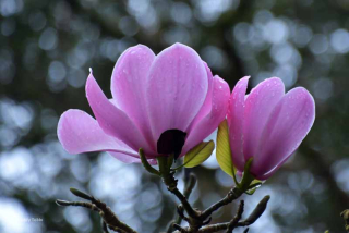 Šácholan Sprengerův - Magnolia sprengeri