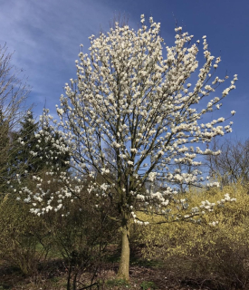 Šácholan válcovitý - Magnolia cylindrica