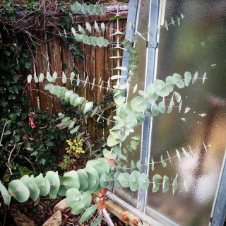 Eucalyptus perriniana, -19°C