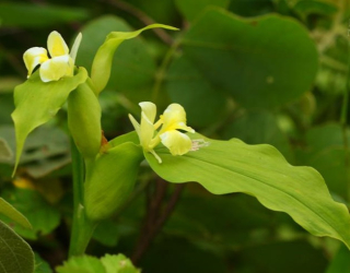 Pyrgophyllum yunnanense - mrazuvzdorný zázvor