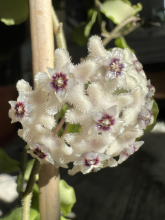 Hoya kanyakumariana - Řízek