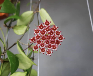 Hoya gracilis - Řízek