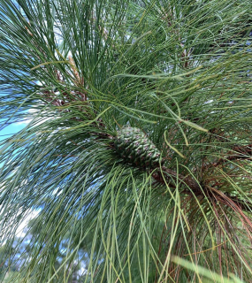 Borovice - Pinus tecunumanii
