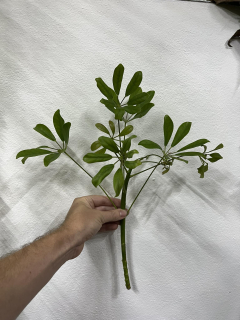 Schefflera arboricola - Řízek