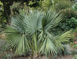 Sabal minor var. Louisiana (=Sabal louisianensis) - skutečně mrazuvzdorná palma