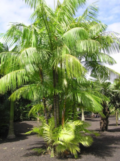 Euterpe oleracea, palma Açaí