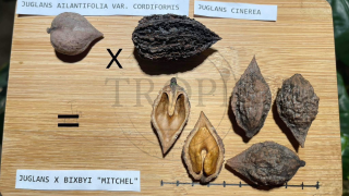 Buartnut "Mitchel" - Juglans x bixbyi, 3 čerstvá semena