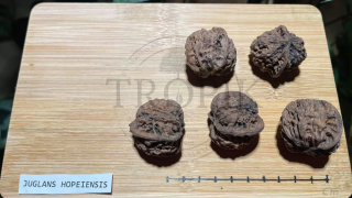 Ořešák chepejský - Ma walnut - Juglans hopeiensis, 3 čerstvá semena