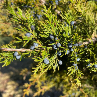 Jalovec viržinský - Juniperus virginiana, 20 semen
