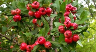 Hloh letní - Crataegus aestivalis