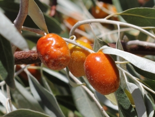 Hlošina východní, Trabzonská datle - Elaeagnus orientalis