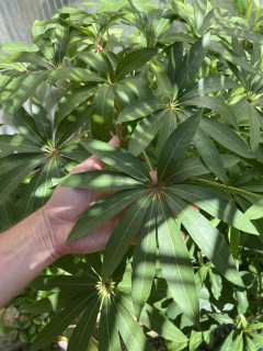 Šeflera tchaj-wanská - Schefflera taiwaniana, mrazuodolná šeflera!