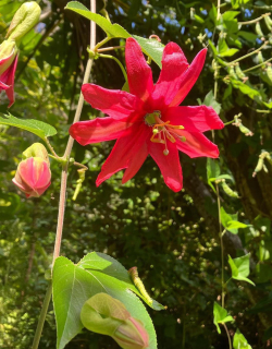 Mučenka - Passiflora antioquiensis