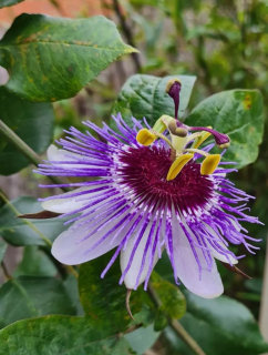 Mučenka "Purple Haze" - Passiflora caerulea x P. amethystina