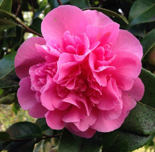 Kamélie "Innovation" - Camellia japonica x reticulata