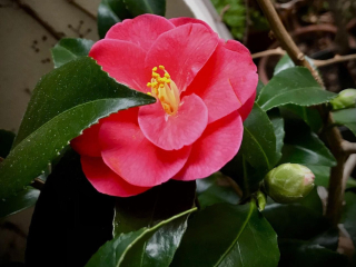 Kamélie síťovaná "Mary Williams" - Camellia reticulata