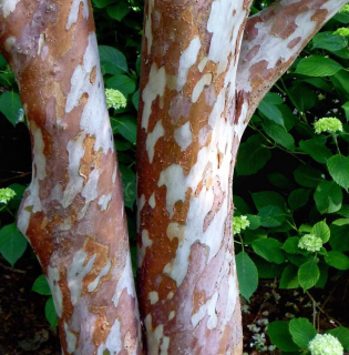 Stevarcie jednobratrá - Stewartia monadepha 30/40 cm