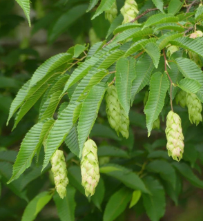 Habr japonský - Carpinus japonica