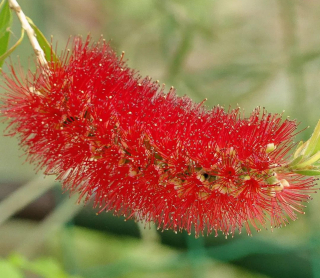 Štětkovec - Callistemon citrinus "Splendens" 30/40 cm