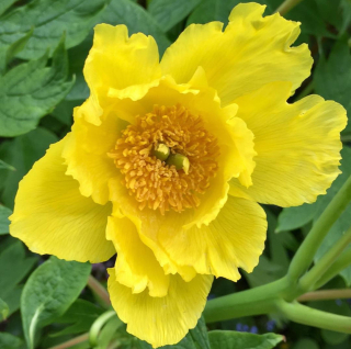 Pivoňka žlutá - Paeonia lutea