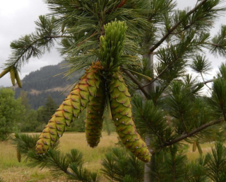 Borovice pohorská - Pinus monticola