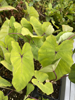 Colocasia esculenta "Red Eyed Gecko" 