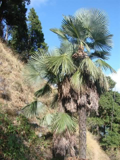 Trachycarpus takil "Munsiyari" (pravý) - tříleté rostliny 