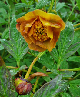 Pivoňka Delavayova žlutá - Paeonia delavayi Yellow