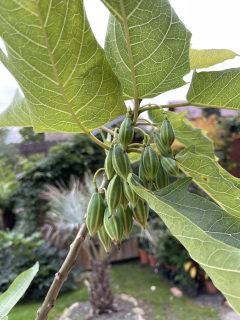 Papája dubolistá - Carica (=Vasconcellea) quercifolia