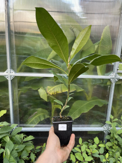 Magnolia grandiflora - unikátní mrazuvzorná selekce Bracken´s Brown Beauty x Susquehanna