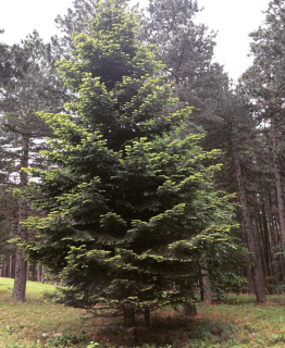 Jedle trojská - Abies equi-trojani