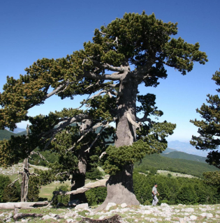 Borovice bělokorá - Pinus leucodermis (=heldreichii)