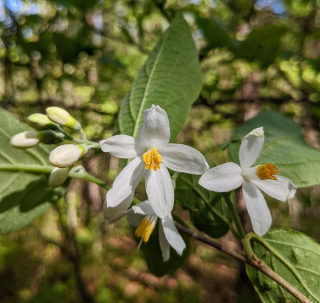 Sturač  - Styrax cf. americanus