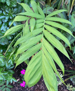 Chamaedorea microspadix - mrazuvzdorná Chamaedorea