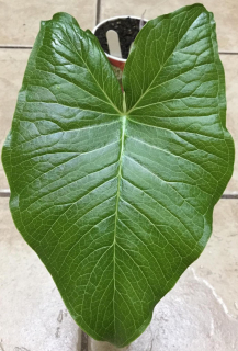 Užovník obrovský - Sauromatum (=Typhonium) giganteum