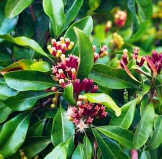 Hřebíčkovec kořenný, hřebíček - Syzygium aromaticum