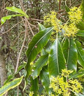 Slizoplod - Pittosporum eugenioides