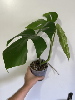 B. Monstera (albo) Halfmoon, zakořeněná v hydroponii