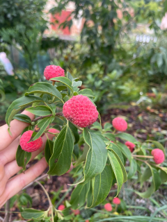 Dřín japonský x hongkongský - Cornus kousa x hongkongensis