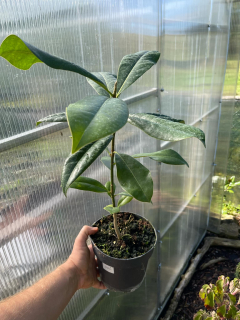 Magnolia grandiflora - unikátní mrazuvzorná selekce Foothills x Susquehanna, 30/50 cm, K3L cm