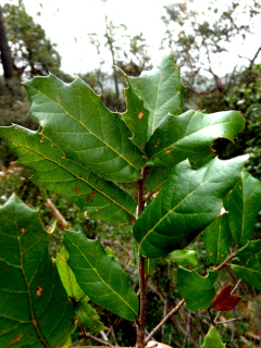 Dub - Quercus hirtifolia