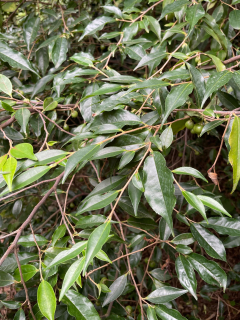 Camellia salicifolia