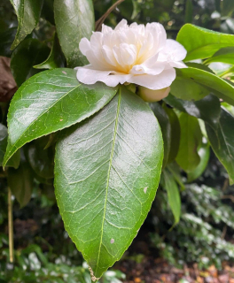 Camellia rusticana Alba