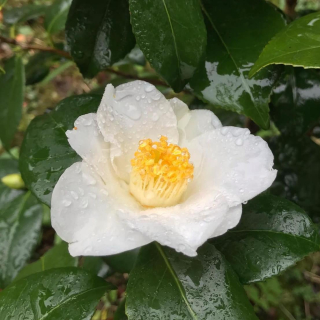 Camellia japonica Alba