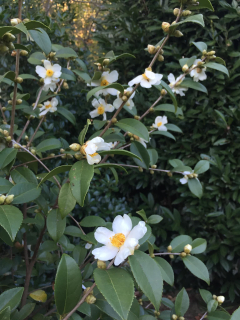 Camellia oleifera