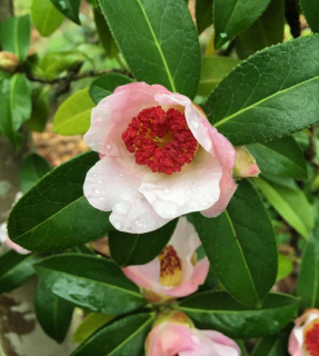 Camellia pitardii var. yunnanica